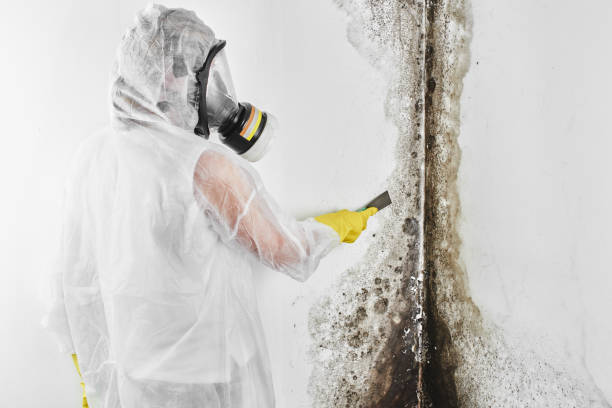 Best Office Mold Removal Services  in Tecumseh, NE