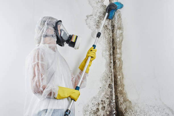 Best Mold Testing  in Tecumseh, NE