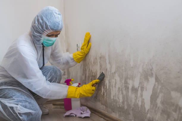 Best Office Mold Removal Services  in Tecumseh, NE