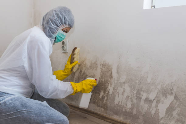Best Mold Damage Repair  in Tecumseh, NE