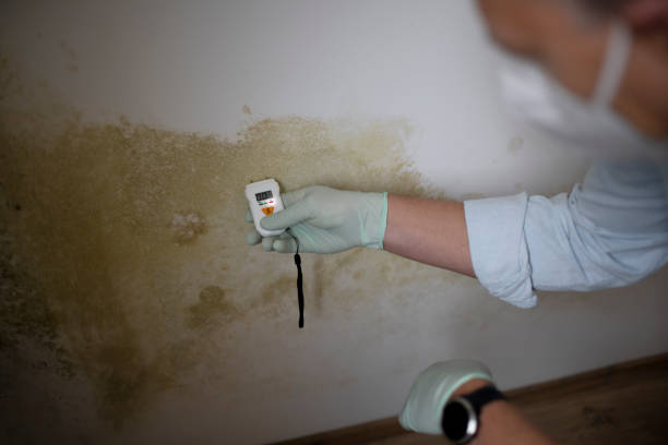 Office Mold Removal Services in Tecumseh, NE