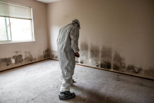 Home Mold Removal in Tecumseh, NE