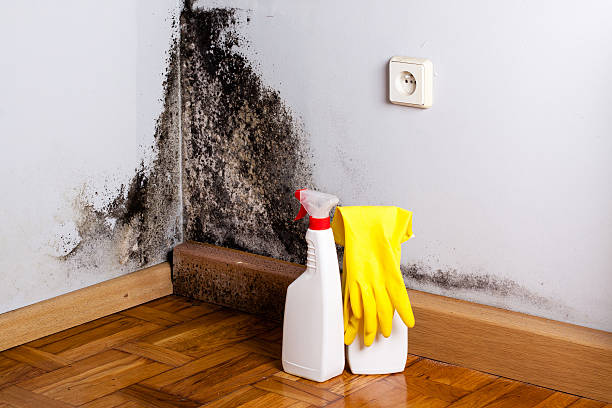 Best Mold Removal Near Me  in Tecumseh, NE